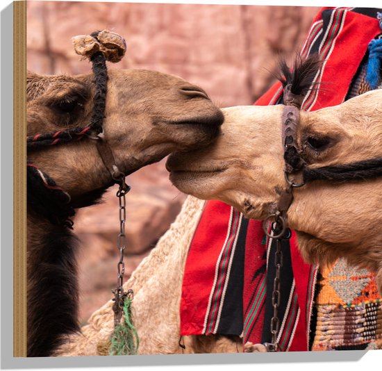 WallClassics - Hout - Twee Lieve Kamelen - 50x50 cm - 12 mm dik - Foto op Hout (Met Ophangsysteem)