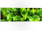 WallClassics - PVC Schuimplaat - Leuke Groene Plantjes van Boven - 60x20 cm Foto op PVC Schuimplaat (Met Ophangsysteem)