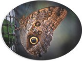 WallClassics - PVC Schuimplaat Ovaal - Bruine Vlinder op het Hek - 28x21 cm Foto op Ovaal  (Met Ophangsysteem)