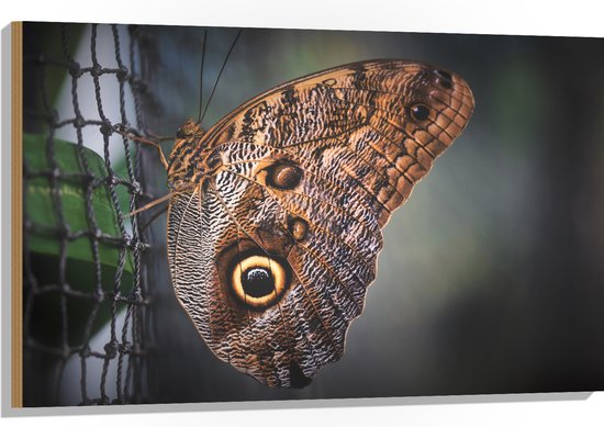 WallClassics - Hout - Bruine Vlinder op het Hek - 105x70 cm - 12 mm dik - Foto op Hout (Met Ophangsysteem)