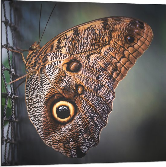WallClassics - Dibond - Bruine Vlinder op het Hek - 80x80 cm Foto op Aluminium (Wanddecoratie van metaal)