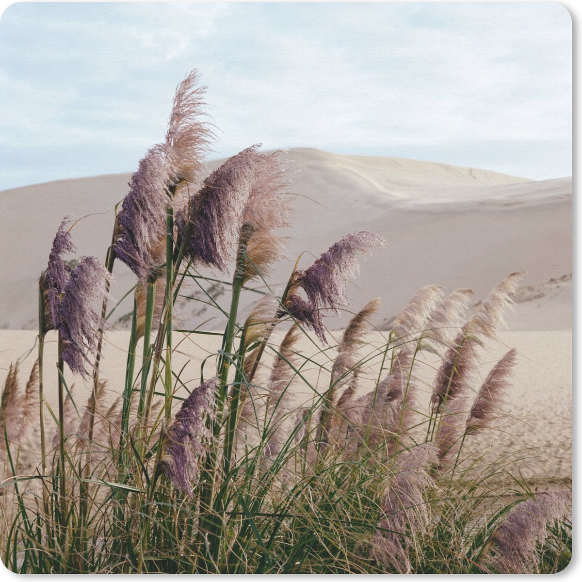 Muismat 20x20 cm - Mousepad Pampasgras - Zand - Planten - Duin - Muismatten