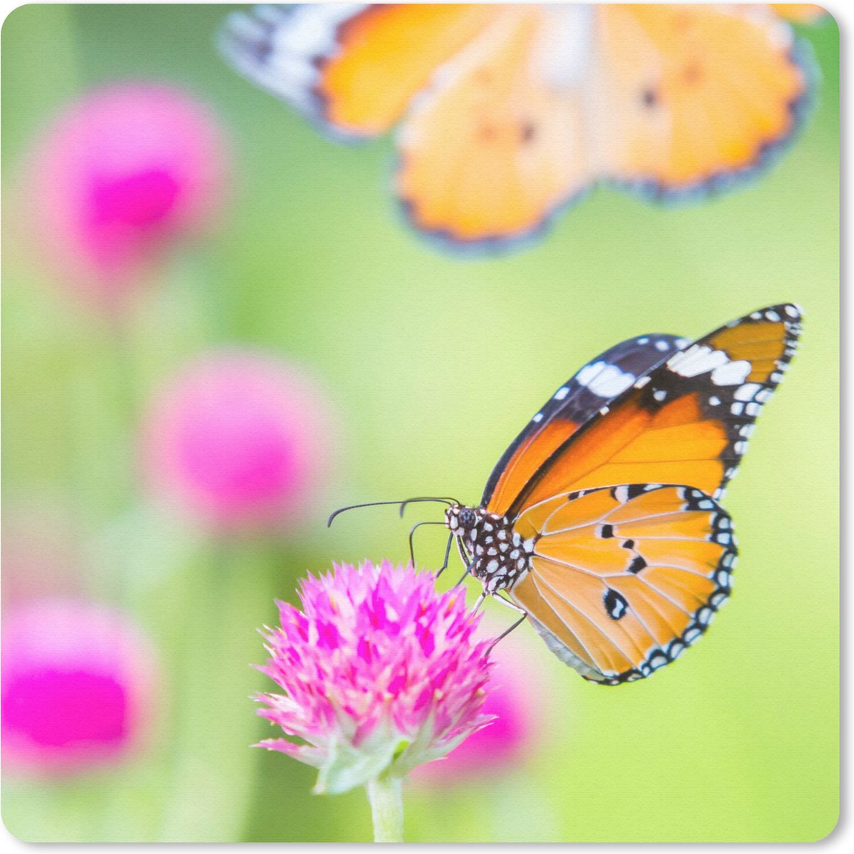 Muismat 20x20 cm - Mousepad Insecten - Vlinders - Bloemen - Muismatten