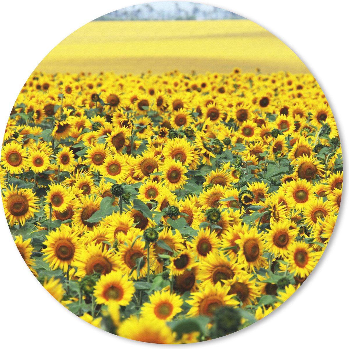 Muismat - Mousepad - Rond - Zonnebloem - Bloemen - Natuur - 30x30 cm - Ronde muismat