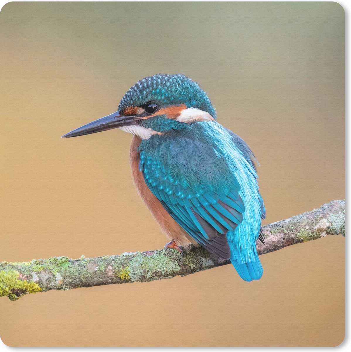 Muismat 20x20 cm - Mousepad Vogel - IJsvogel - Dieren - Tak - Muismatten