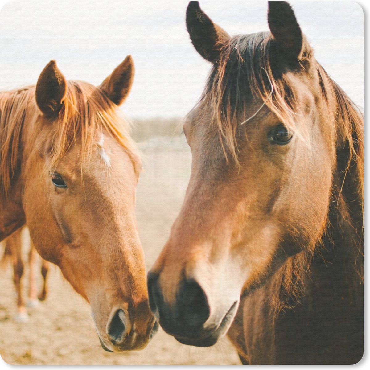 Muismat 20x20 cm - Mousepad Paard - Strand - Dieren - Muismatten