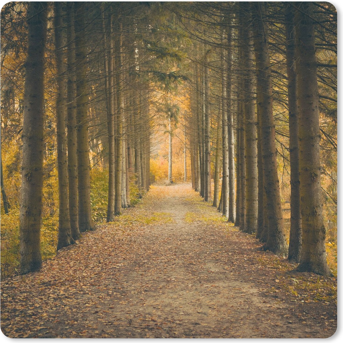 Muismat 20x20 cm - Mousepad Pad - Bomen - Bos - Muismatten