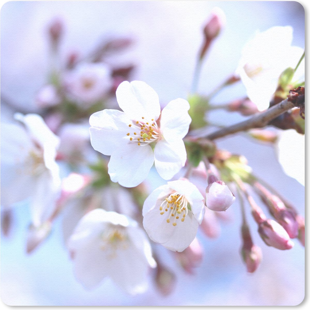 Muismat 20x20 cm - Mousepad Bloemen - Sakura - Tak - Muismatten