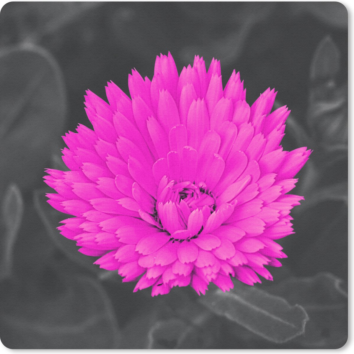 Muismat 30x30 cm - Mousepad Bloemen - Waterverf - Roze - Muismatten