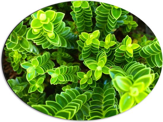 WallClassics - Dibond Ovaal - Leuke Groene Plantjes van Boven - 56x42 cm Foto op Ovaal (Met Ophangsysteem)