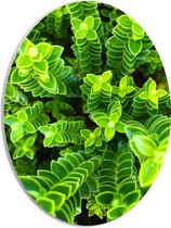 WallClassics - PVC Schuimplaat Ovaal - Leuke Groene Plantjes van Boven - 30x40 cm Foto op Ovaal  (Met Ophangsysteem)