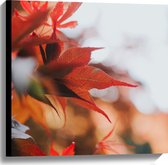 WallClassics - Canvas  - Close up van Rode Herfstbladeren - 60x60 cm Foto op Canvas Schilderij (Wanddecoratie op Canvas)