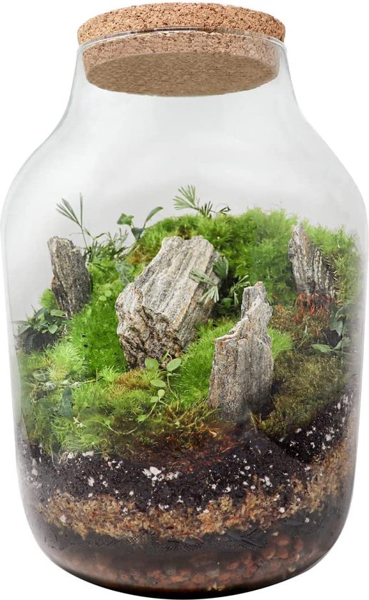 Terrariumpot met deksel - Groot glas Vivarium voor terrariumplanten -... | bol.com