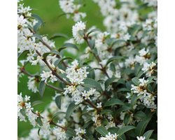 10 stuks | Schijnhulst 'burkwoodii' Kant-en-klaar Hagen 100+ cm - Bloeiende plant - Geschikt als lage haag - Geurend - Insectenlokkend - Wintergroen