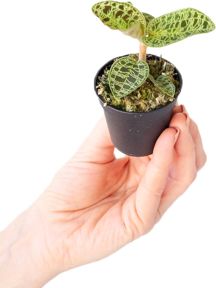 PLNTS - Baby Jewel Orchid Macodes Petola - Kamerplant - Kweekpot 6 cm - Hoogte 10 cm