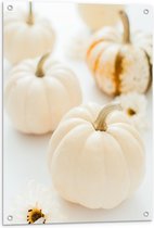 WallClassics - Affiche de jardin – Citrouilles Witte - Photo 60x80 cm sur affiche de jardin (décoration murale pour l'extérieur et l'intérieur)