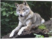 WallClassics - Vlag - Rustende Wolf in de Natuur - 80x60 cm Foto op Polyester Vlag