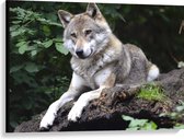 WallClassics - Canvas  - Rustende Wolf in de Natuur - 100x75 cm Foto op Canvas Schilderij (Wanddecoratie op Canvas)