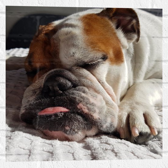 WallClassics - Muursticker – Chien bouledogue endormi – 50 x 50 cm Photo sur Muursticker