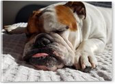 WallClassics - Acrylglas - Slapende Bulldog Hond - 40x30 cm Foto op Acrylglas (Met Ophangsysteem)