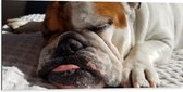 WallClassics - Dibond - Slapende Bulldog Hond - 100x50 cm Foto op Aluminium (Met Ophangsysteem)