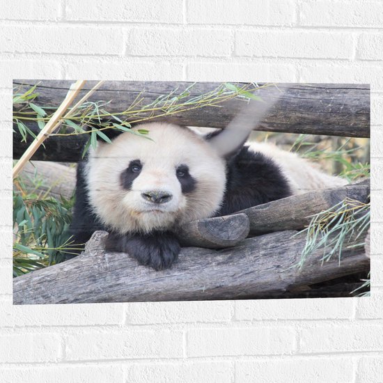 WallClassics - Muursticker - Panda entre poutres - 75x50 cm Photo sur Muursticker
