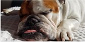 WallClassics - Poster (Mat) - Slapende Bulldog Hond - 100x50 cm Foto op Posterpapier met een Matte look