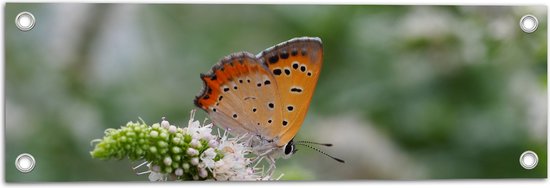 WallClassics - Tuinposter – Oranje Vlinder op Witte Bloem - 60x20 cm Foto op Tuinposter  (wanddecoratie voor buiten en binnen)