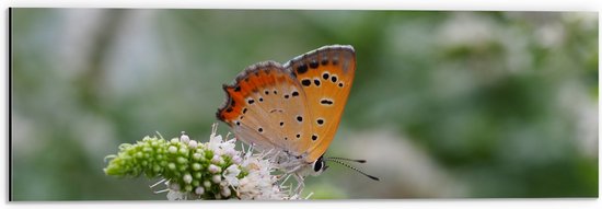 WallClassics - Dibond - Oranje Vlinder op Witte Bloem - 60x20 cm Foto op Aluminium (Met Ophangsysteem)