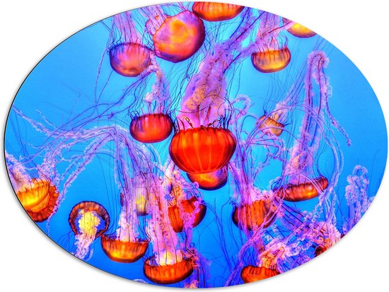 WallClassics - Dibond Ovaal - Oranje Kwallen in Blauwe Zee - 96x72 cm Foto op Ovaal (Met Ophangsysteem)
