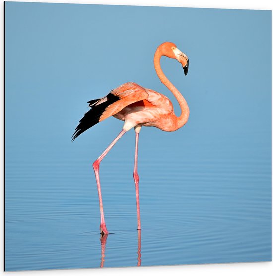 WallClassics - Dibond - Roze Flamino in het Water - 100x100 cm Foto op Aluminium (Met Ophangsysteem)