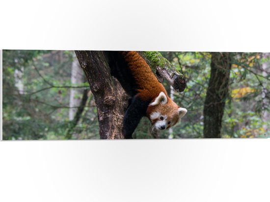 WallClassics - PVC Schuimplaat - Kleine Panda Hangend in de Boom - 90x30 cm Foto op PVC Schuimplaat (Met Ophangsysteem)
