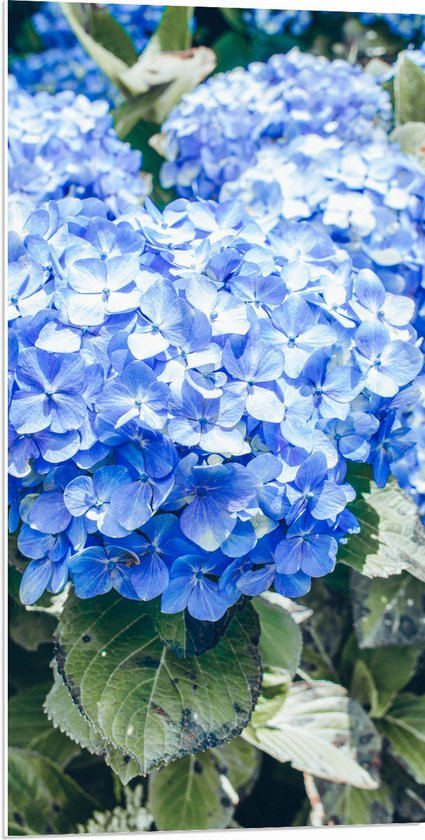WallClassics - PVC Schuimplaat - Grote Blauwe Hortensia Bloemen - 50x100 cm Foto op PVC Schuimplaat (Met Ophangsysteem)