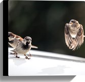 WallClassics - Toile - Moineaux sur le capot - 30x30 cm Tableau sur toile (Décoration murale sur toile)