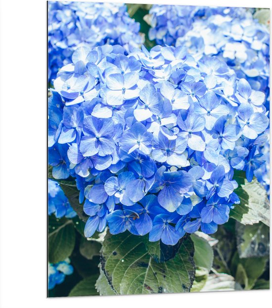 WallClassics - Dibond - Grote Blauwe Hortensia Bloemen - 75x100 cm Foto op Aluminium (Met Ophangsysteem)