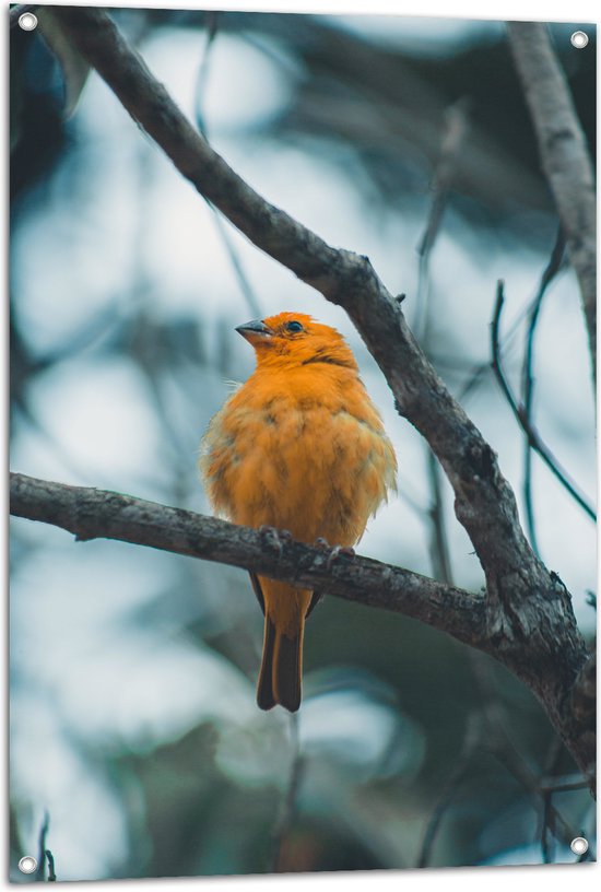 WallClassics - Tuinposter – Oranje Vogel in de Boom - 70x105 cm Foto op Tuinposter  (wanddecoratie voor buiten en binnen)