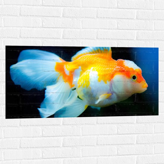 WallClassics - Muursticker - Oranje Witte Goudvis - 100x50 cm Foto op Muursticker