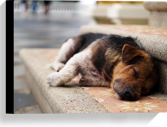 WallClassics - Canvas  - Slapende Hond op de Trap - 40x30 cm Foto op Canvas Schilderij (Wanddecoratie op Canvas)