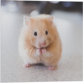 WallClassics - Vlag - Schattige Hamster op de Keukentafel - 50x50 cm Foto op Polyester Vlag