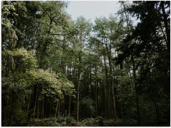 WallClassics - Poster Glossy – Grands Arbres Verts - 80x60 cm Photo sur Papier Poster avec Finition Brillante