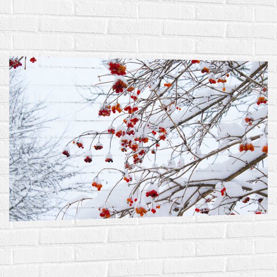 WallClassics - Muursticker - Besneeuwde Bessen aan Takken - 105x70 cm Foto op Muursticker