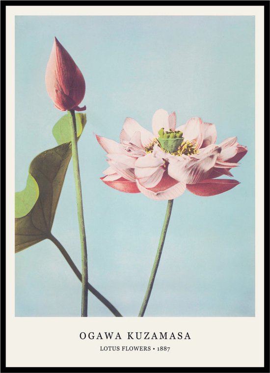 Poster Lotus Flowers - Ogawa Kuzamasa - Large 30x40 - Japanse Kunst - Bloemen - Art Print