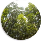 WallClassics - Cercle mural en panneau de mousse PVC - Cime des arbres - Photo 50x50 cm sur cercle mural (avec système d'accrochage)