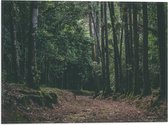 WallClassics - Drapeau - Chemin marron dans la forêt - Photo 40x30 cm sur drapeau polyester