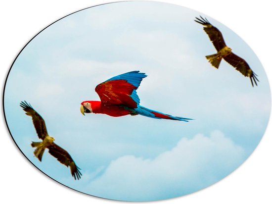WallClassics - Dibond Ovaal - Vliegende Vogels Ara Papegaaien - 56x42 cm Foto op Ovaal (Met Ophangsysteem)