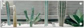 WallClassics - Tuinposter – Cactus Plantenbak - 60x20 cm Foto op Tuinposter  (wanddecoratie voor buiten en binnen)