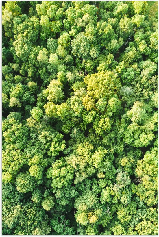 WallClassics - Poster Glanzend – Bovenaanzicht van Dichtbegroeid Bos in het Groen - 40x60 cm Foto op Posterpapier met Glanzende Afwerking
