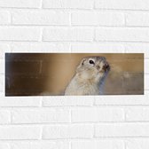 WallClassics - Muursticker - Washington Grond Eekhoorn - 60x20 cm Foto op Muursticker
