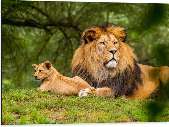 WallClassics - Dibond - Vader Leeuw met Zijn Welp - 80x60 cm Foto op Aluminium (Met Ophangsysteem)