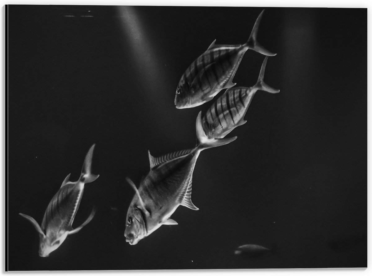 Dibond - Vissen in het Aquarium Zwart - Wit - 40x30 cm Foto op Aluminium (Met Ophangsysteem)